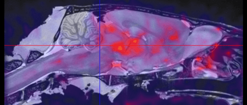 Rat Brain CFN. Molecular Imaging Study