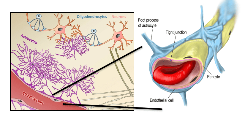 Diagram of the blood/brain barrier.